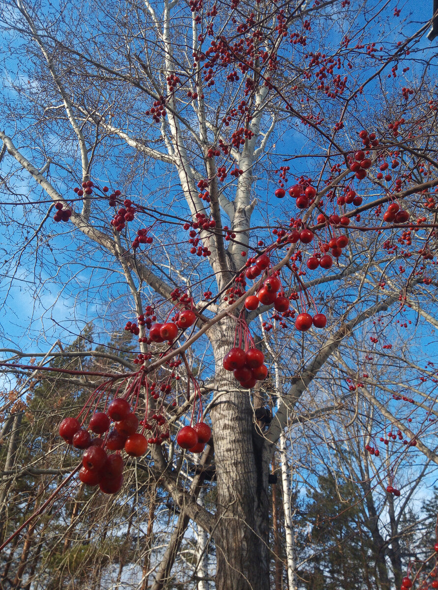 Краски осени. Фото автора