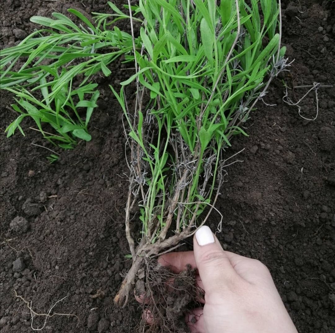 Боковой побег куста лаванды после прикопки его на год