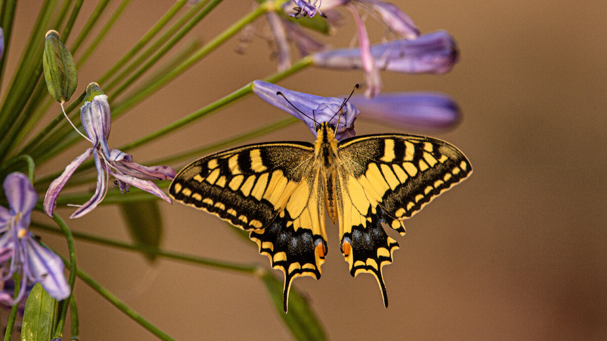 Butterfly: этимология сложного слова