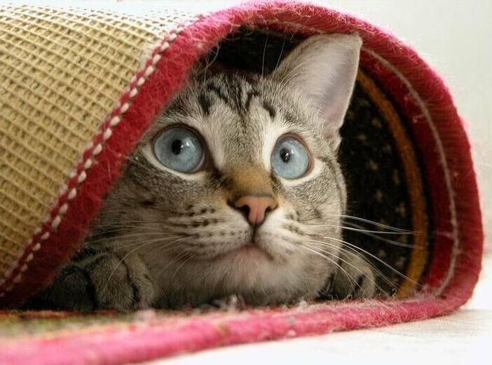 Фото из Интернета.