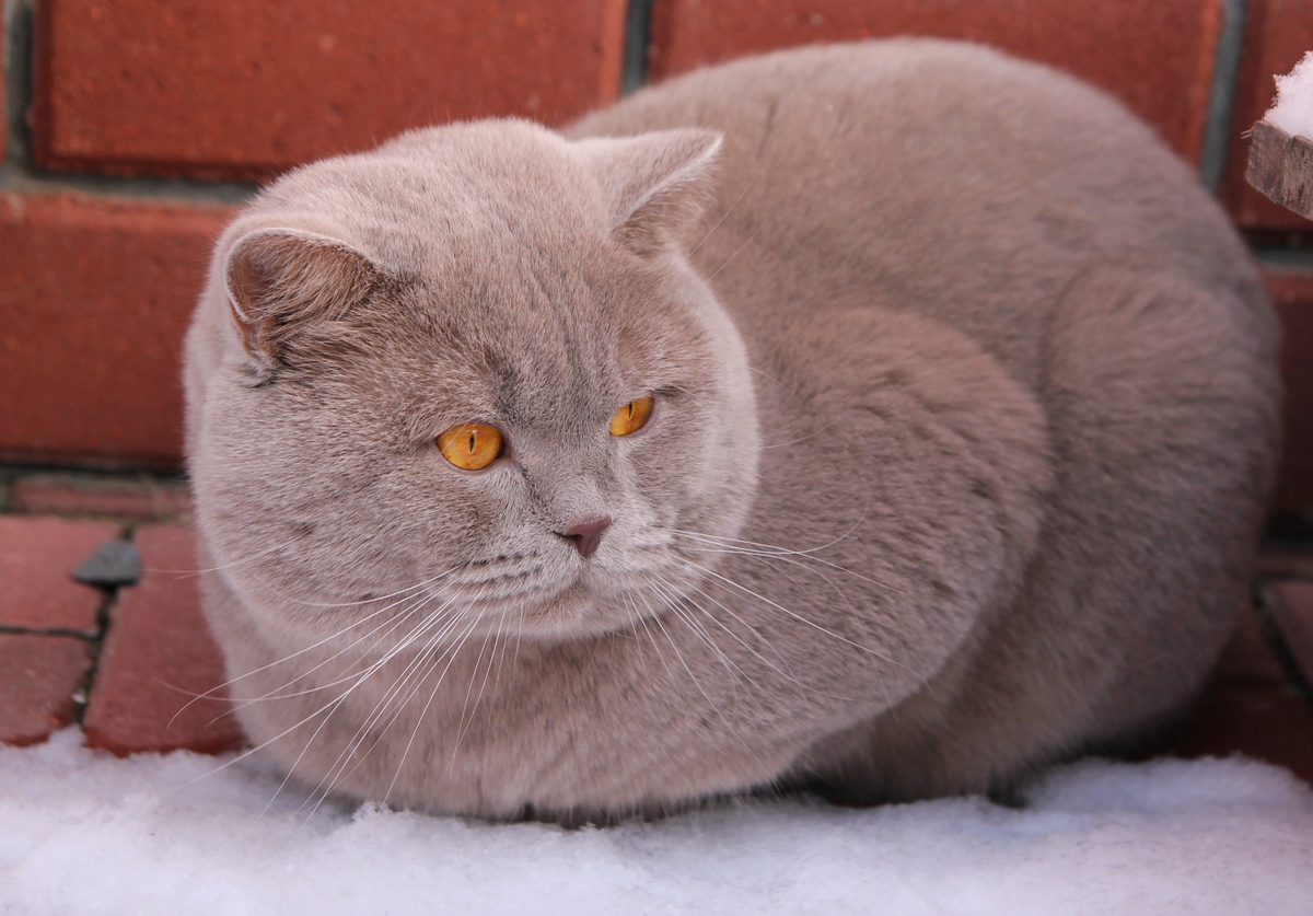 Фото британских кошек