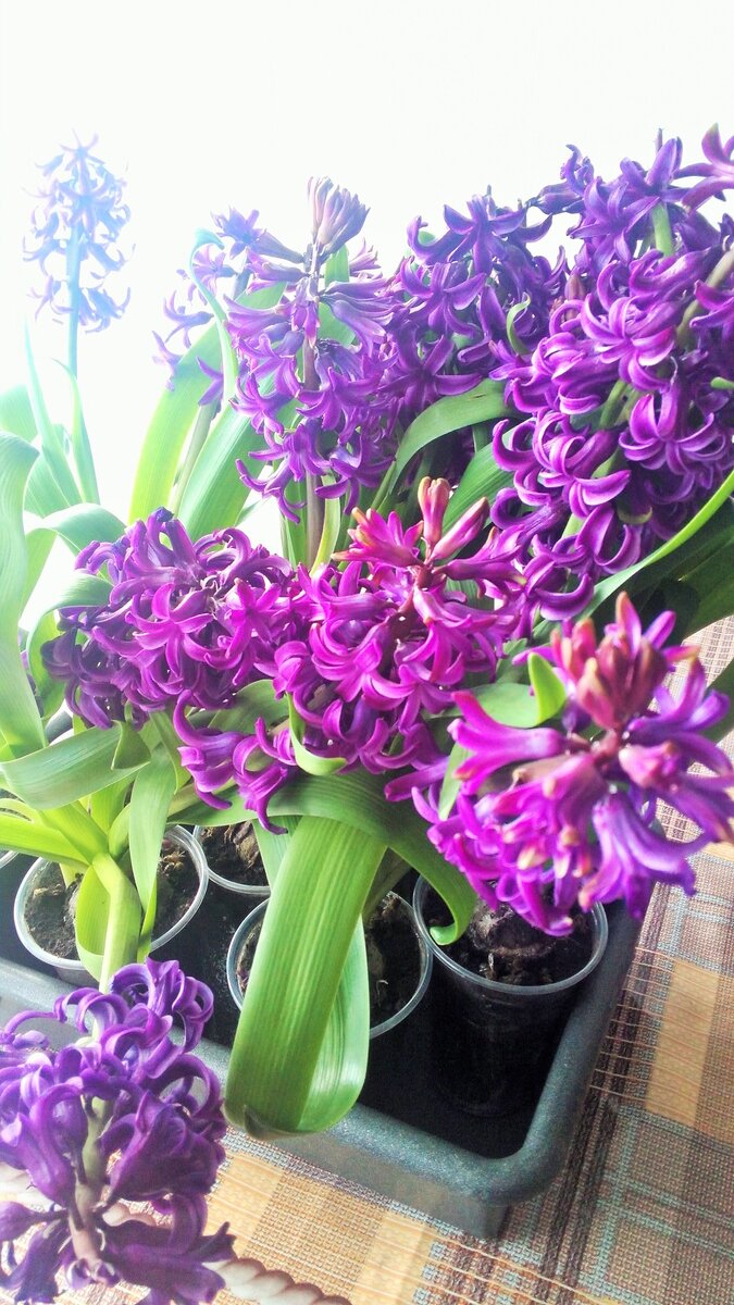Это мои гиацинты в прошлом году после выгонки. Для выгонки берите только самые сильные и качественные луковицы...