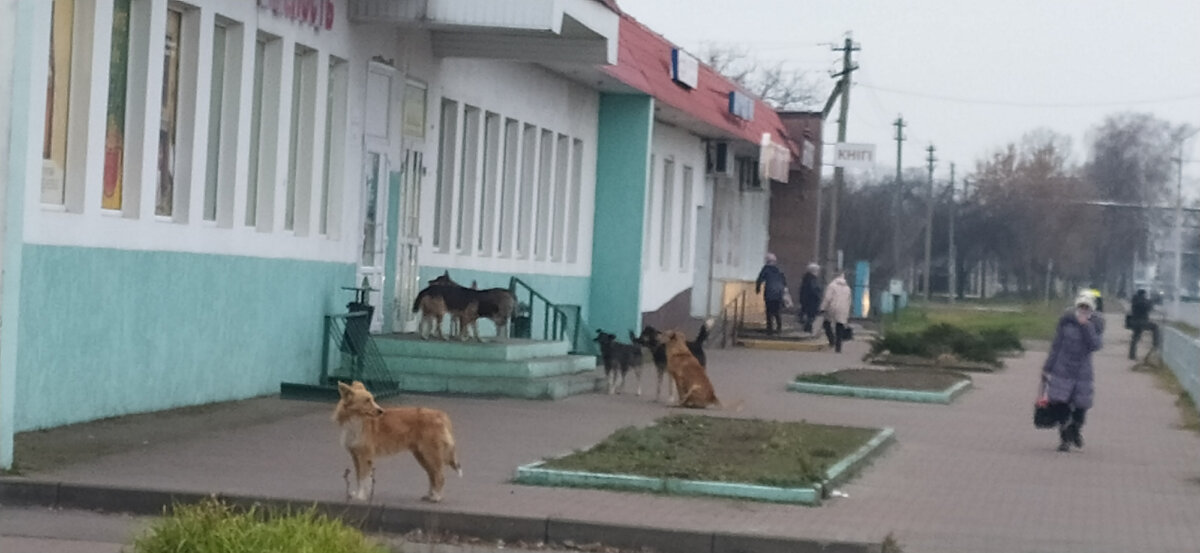 Стая собак в одном из наших районов