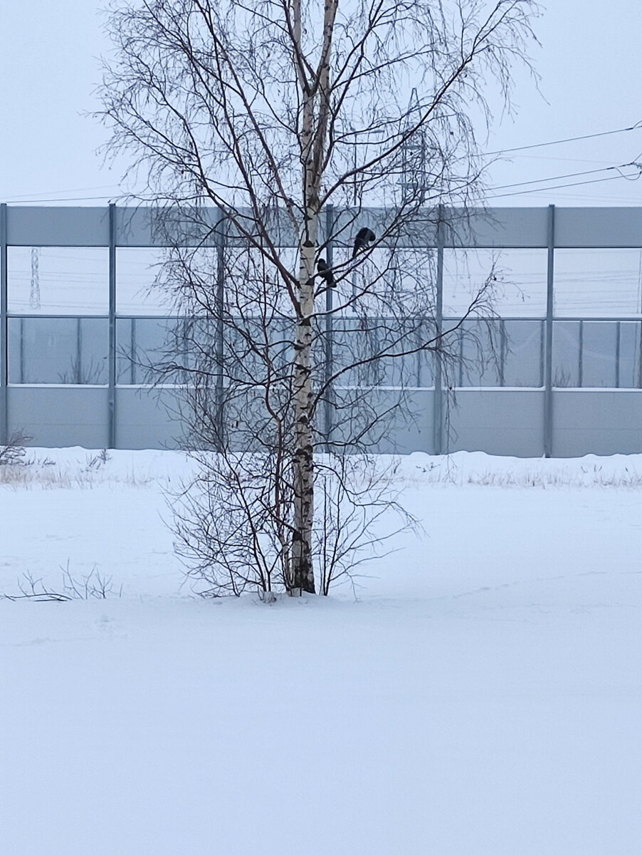 Мой вид из окошка. Снежно. 