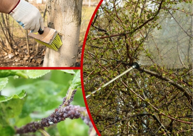 Обработка сада от вредителей и болезней