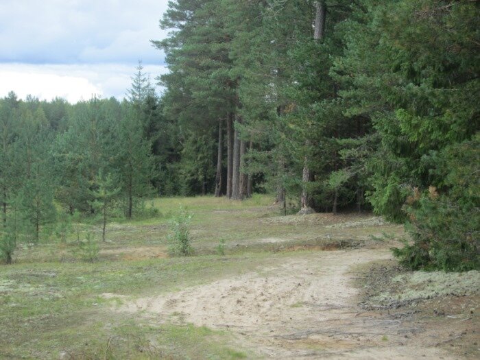 Опушка соснового бора. Сосна обыкновенная селится на песчаных почвах (фото автора)