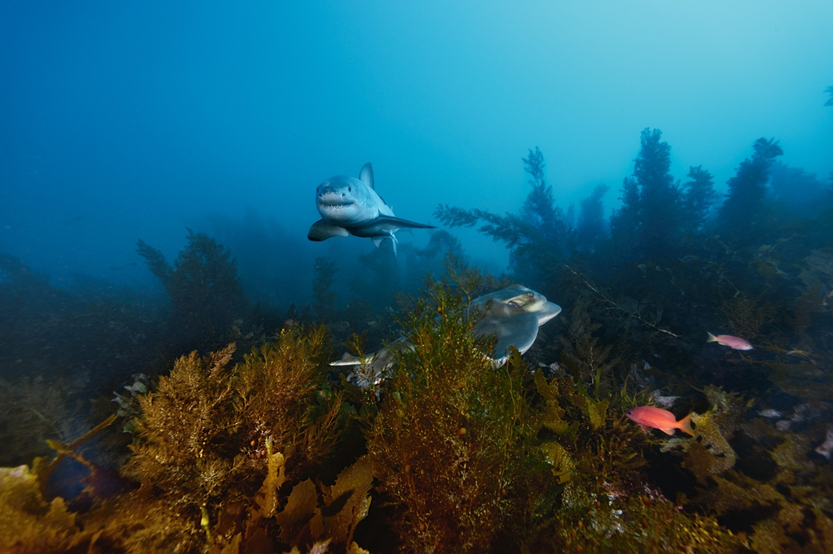 Прозрачные воды вблизи австралийских островов Нептьюн — одно из лучших в мире мест для наблюдения за большими белыми акулами. На фотографии одна из хищниц проплывает мимо ската среди бурых водорослей.