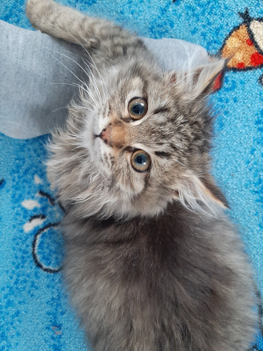 Охраняю человека