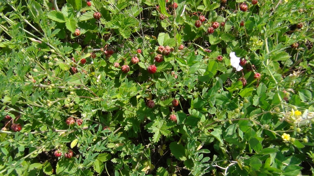 Фотографию лесной земляники не нашла)