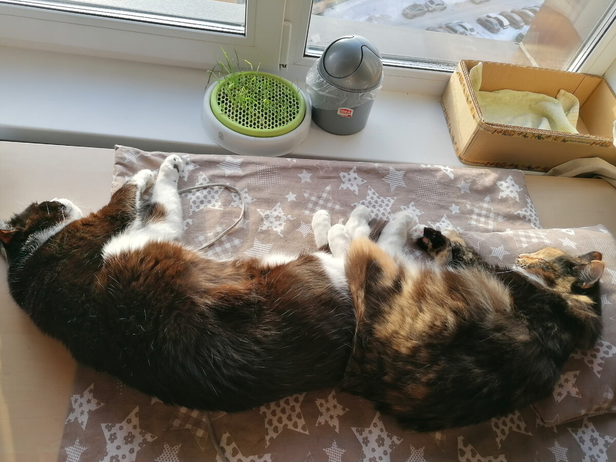 Конгруэнтные "старшаки"