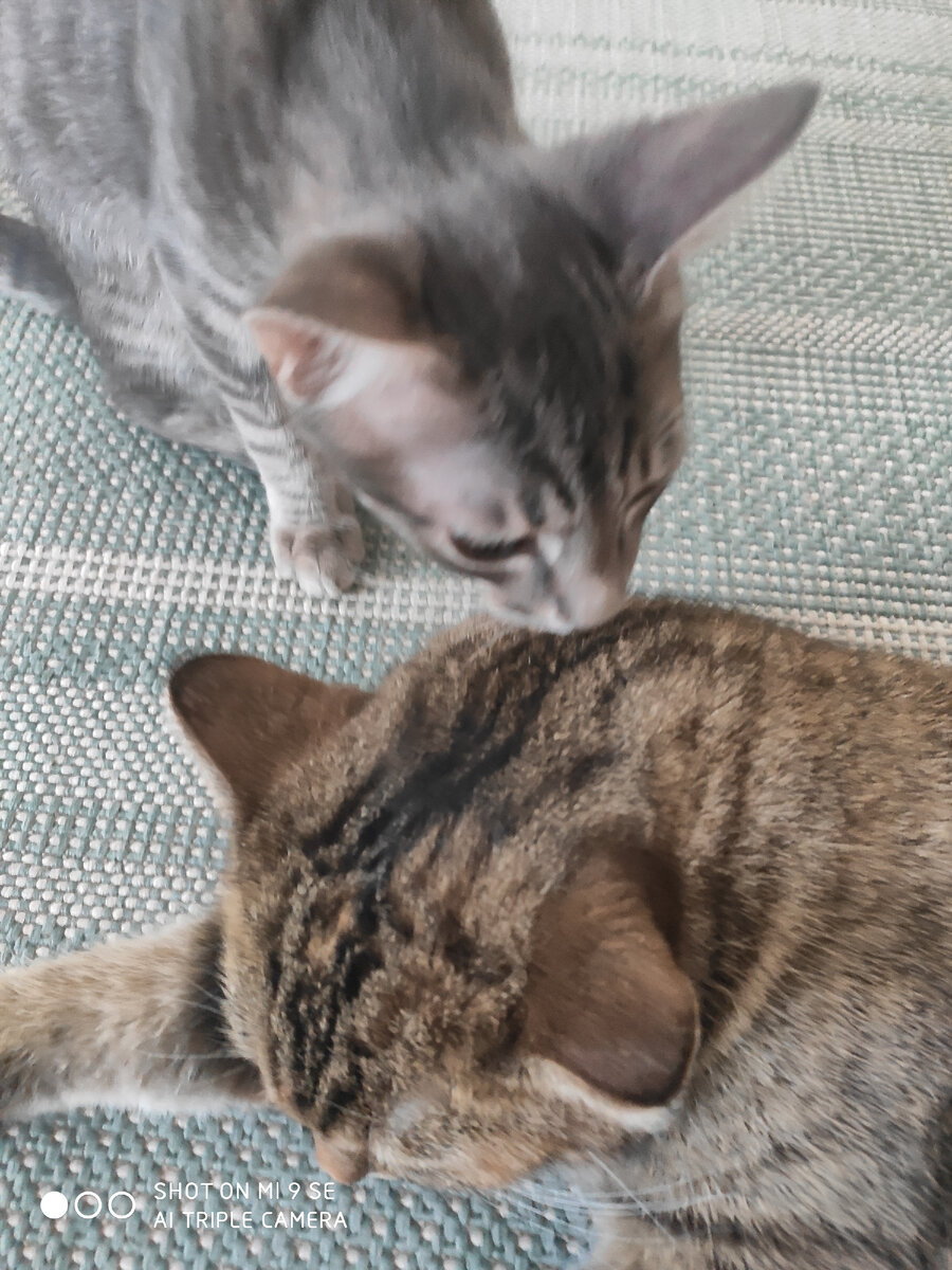 Коты общаются