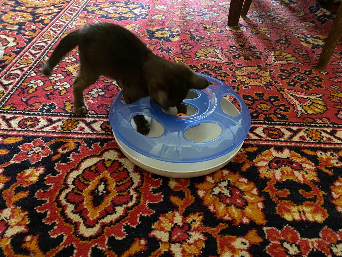 Интеллектуальная игрушка для котика