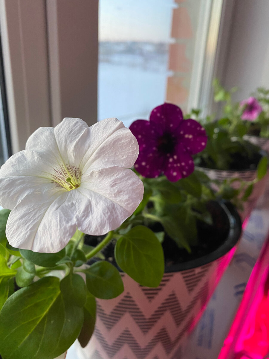 Каскадиас айсберг, Маджента мамба, каскадиас парад айс. 