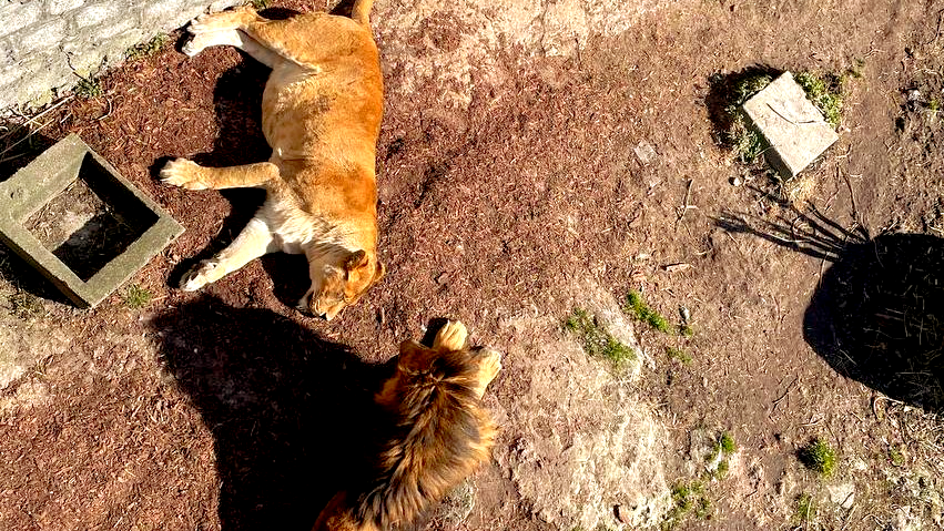 зоопарк львы