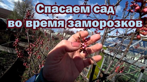 Заморозки. Способы защиты цветущего сада