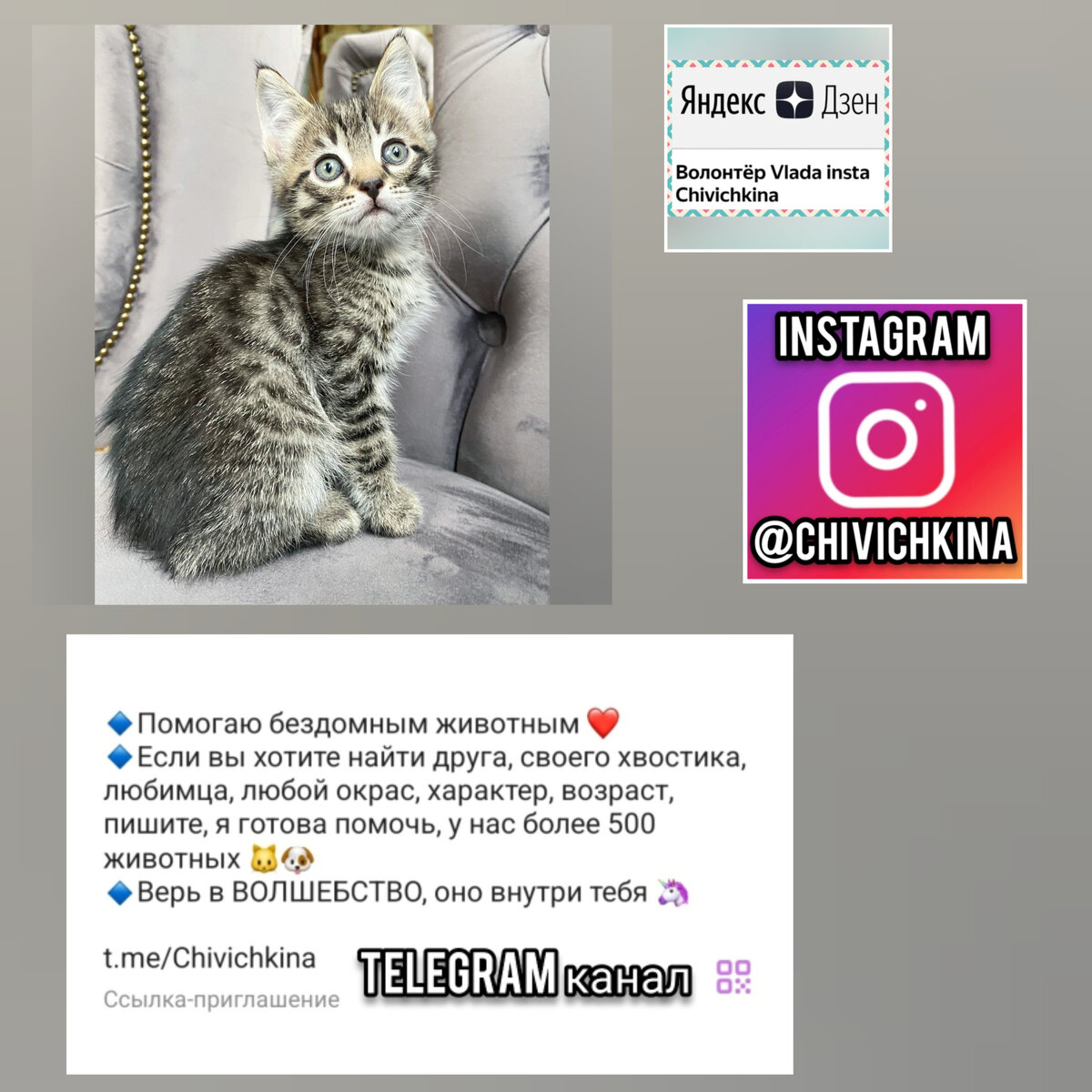 Много разных котят и щенят, в добрые руки, в дар | Волонтёр Vlada insta  Chivichkina | Дзен