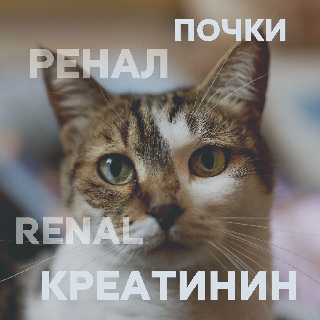 В любой ситуации не паникуйте. 