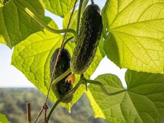     Фото pixabay.com