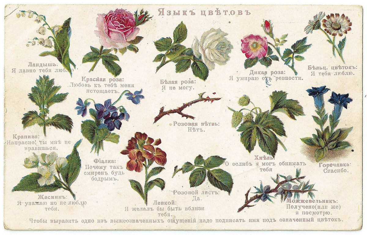 Схема язык цветов