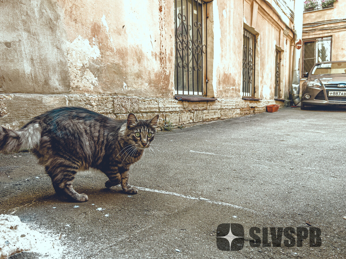 Котик в Петербурге. Фотография автора.