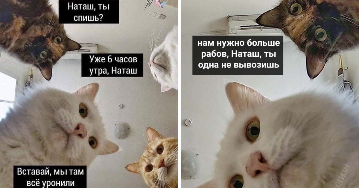 Коты наташа картинки