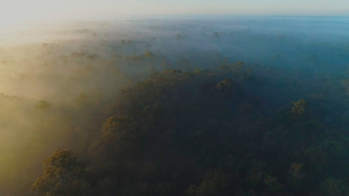 Пантанал - экосистема в Южной Америке