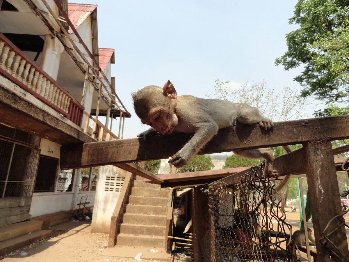 Обезьянки в Таиланде