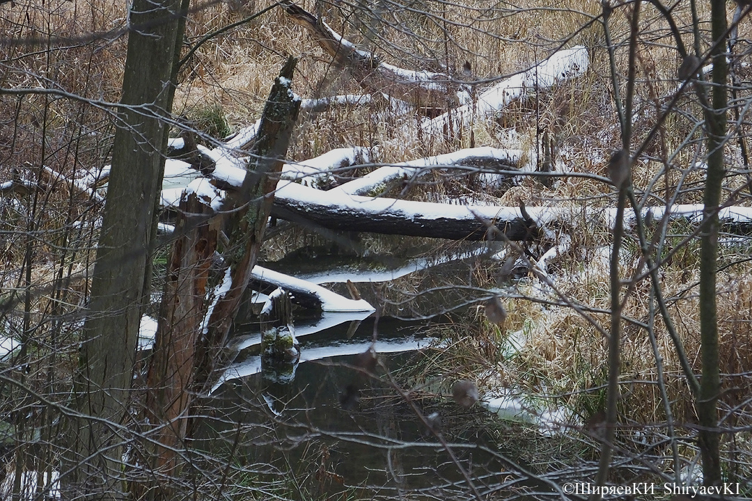 До бобровой плотины ещё не дошёл.