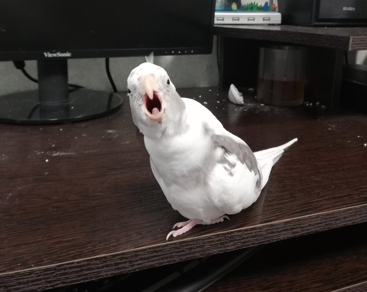 Штерна понесло. :) Фото автора.