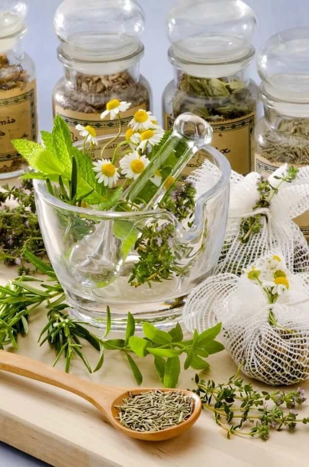 Картинки с травами лекарственными