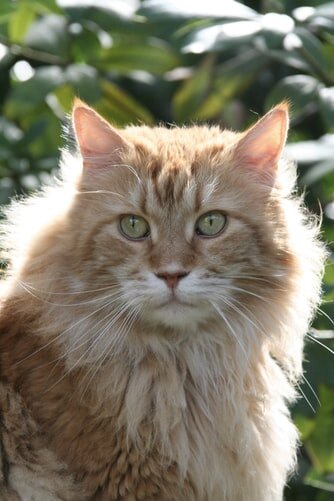 Unsplash, Bee Felten-Leidel