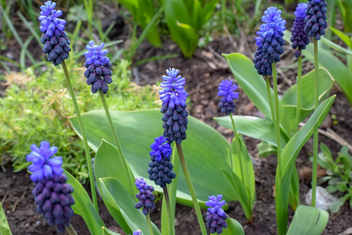 Мускари latifolium