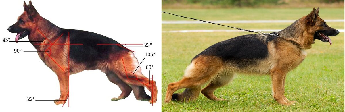 Плюсы и минусы порода овчарки. Щенок немецкой овчарки стандарт. Немецкая овчарка саженая. Немецкая овчарка хвост. Стандарт хвост немецкой овчарки.