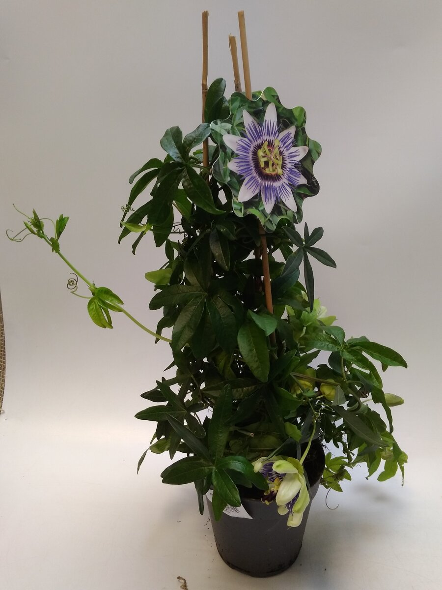  Много интересного есть на сайте www.idealno24.ru