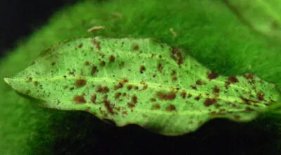 Бурый налёт