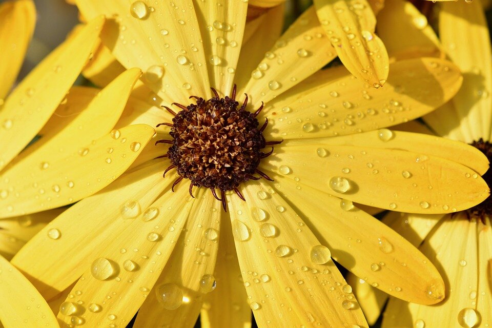 Картинка из Pixabay.com