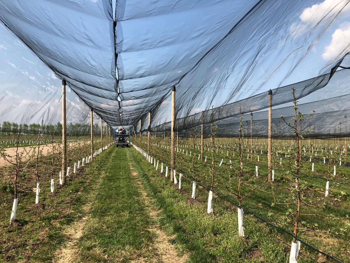 Противоградовая защитная сетка