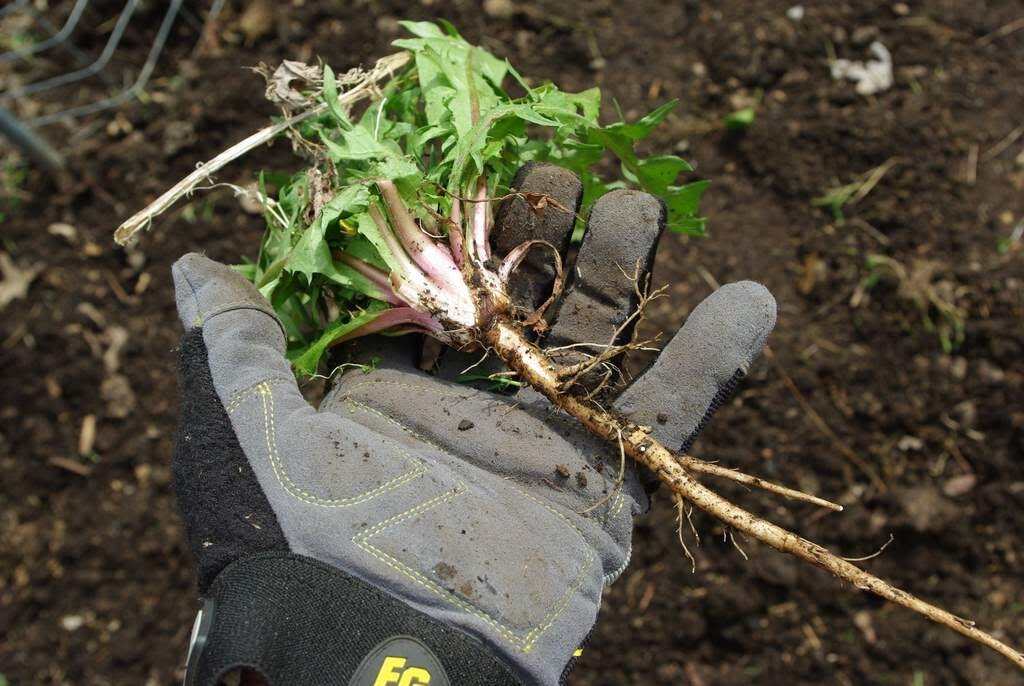 Источник фото: vosaduly.ru