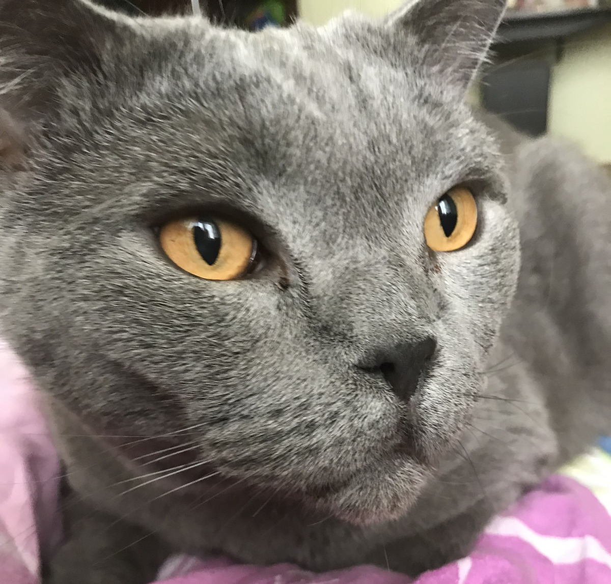 Кот по имени Винни