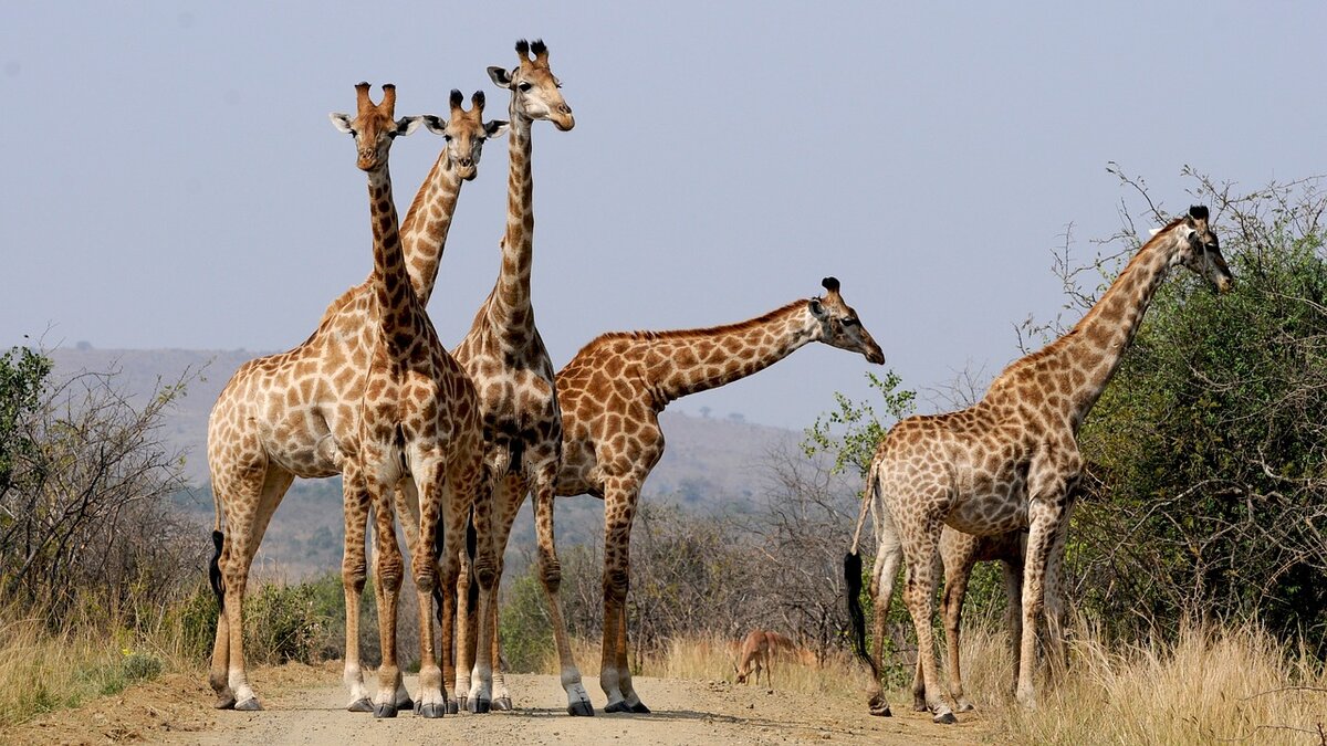 https://cdn.pixabay.com/photo/2015/09/06/11/43/south-africa-927280_1280.jpg