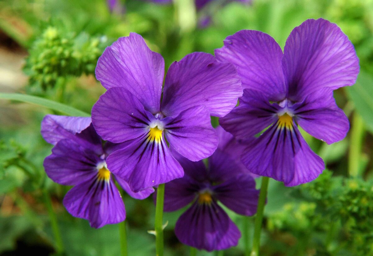 фиалка алтайская