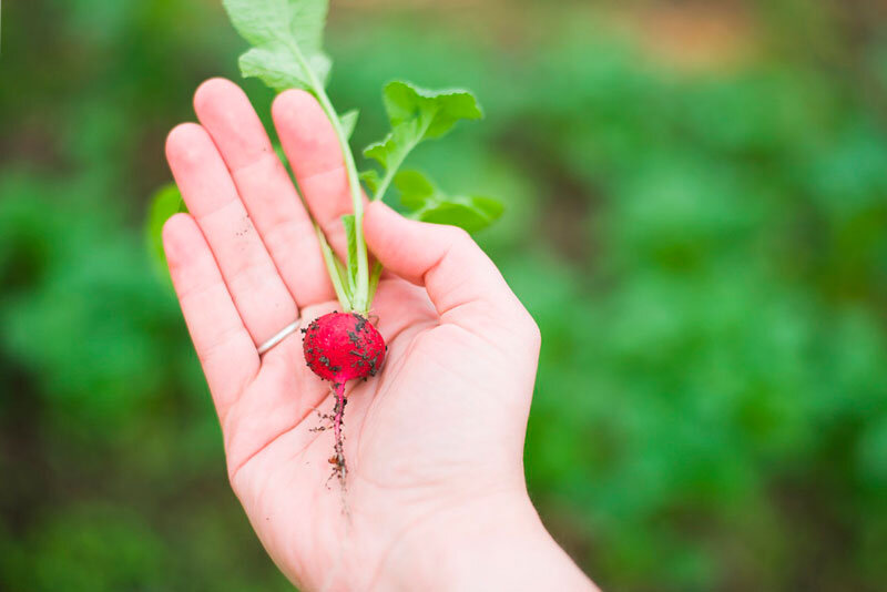 польза редиски