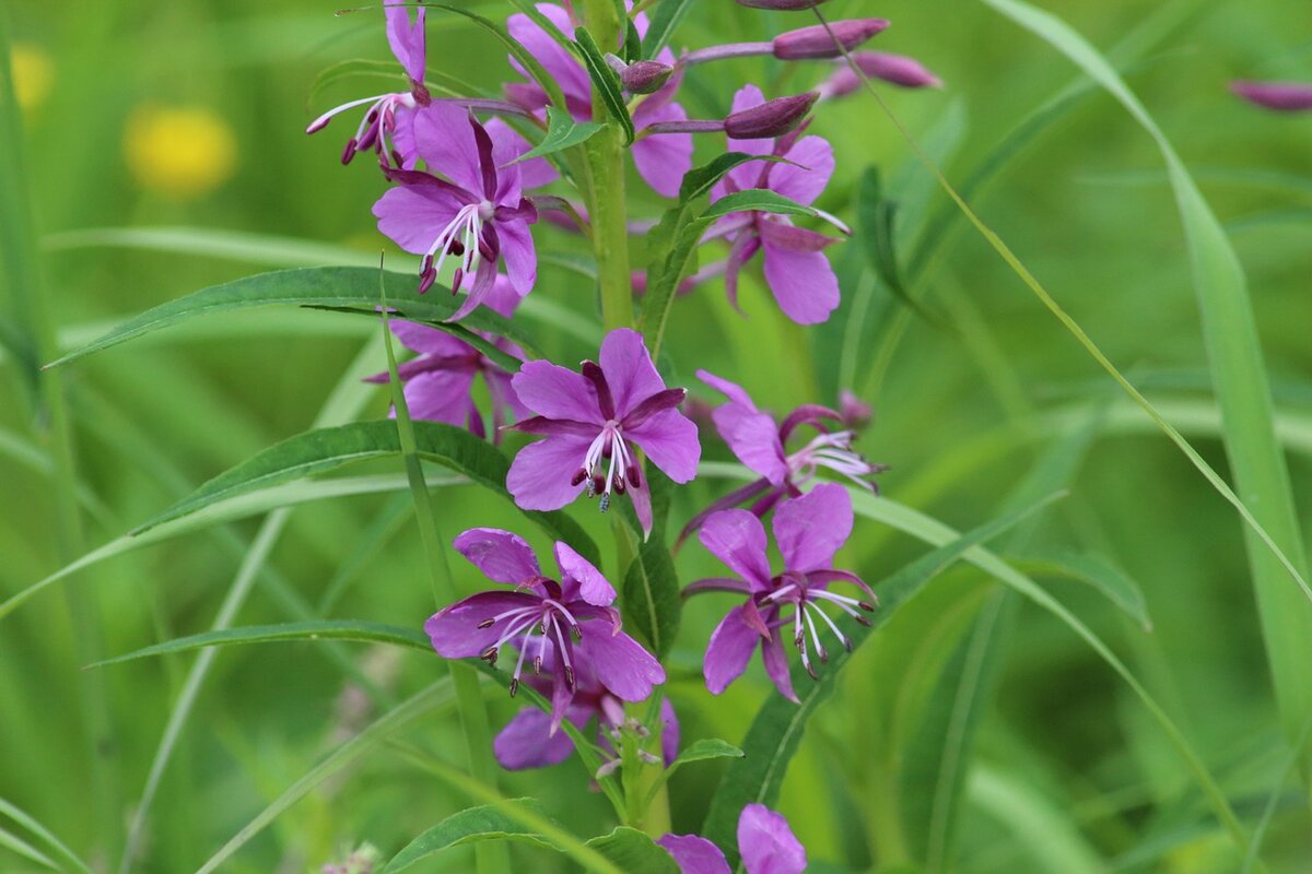 Изображение Анна Иларионова с сайта Pixabay 