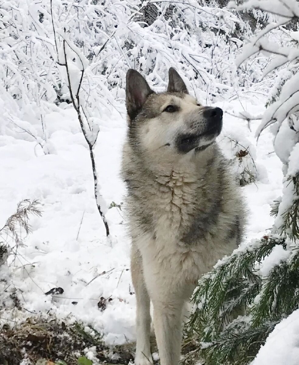 Фото похожей собаки с Яндекса