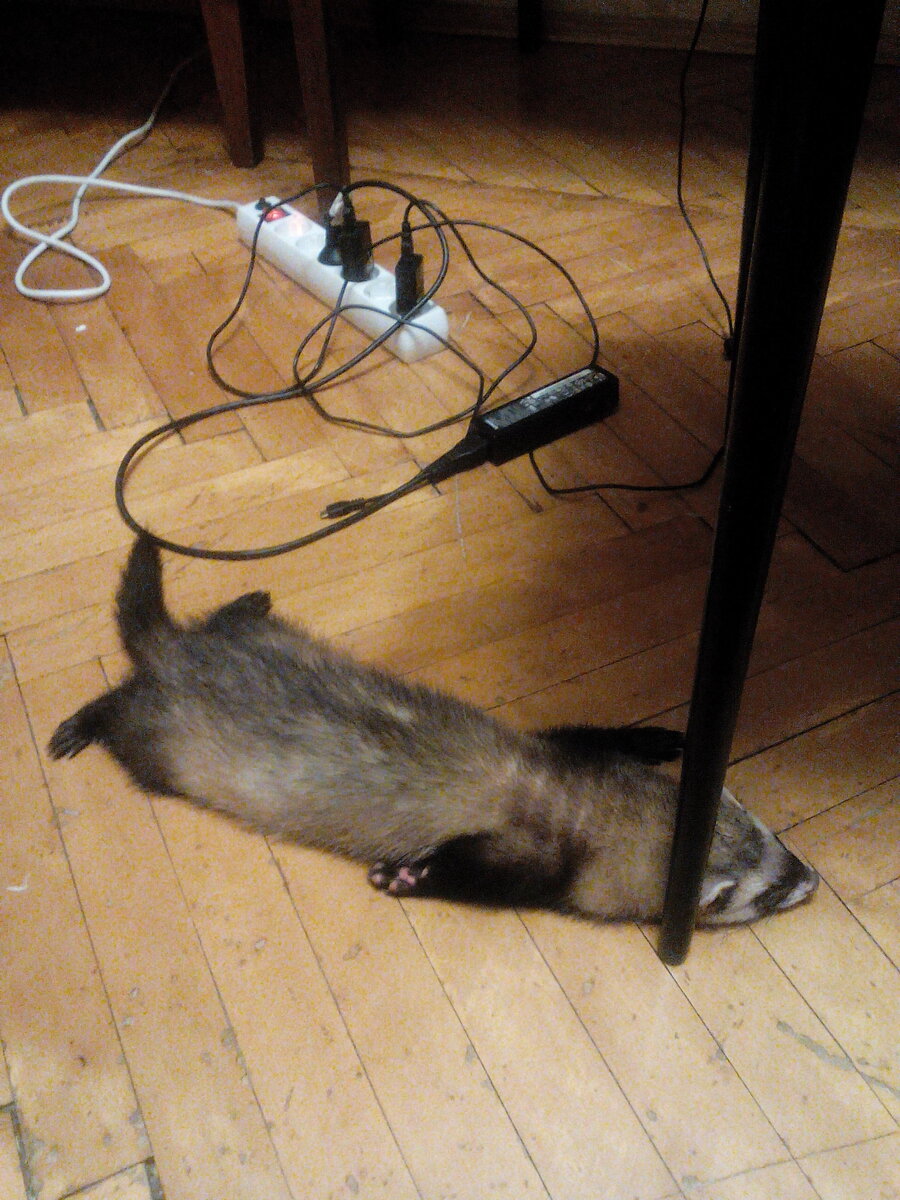 Знакомьтесь - это наш Филя в далеком 2016 году.