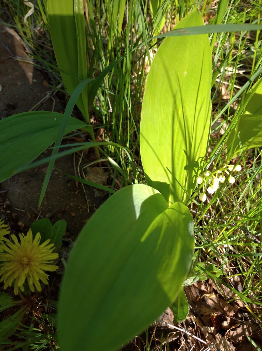 Ландыши считали символом любви. 