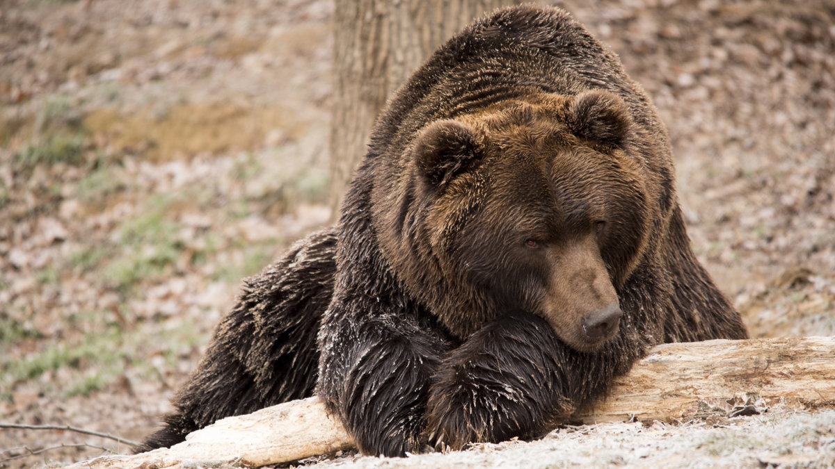 Фото с https://yandex.ru/collections/card/5a66e4290265c1009940afda/