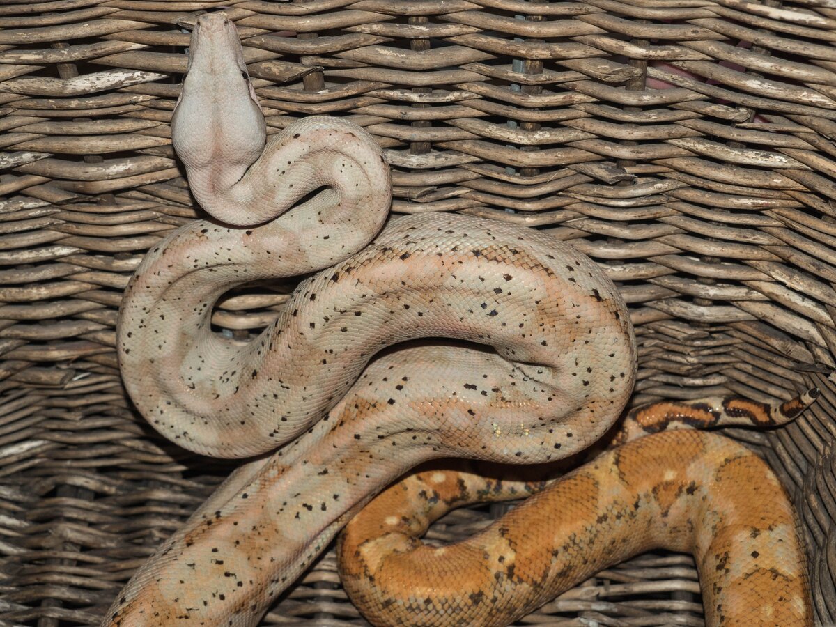 удав с острова Хог.