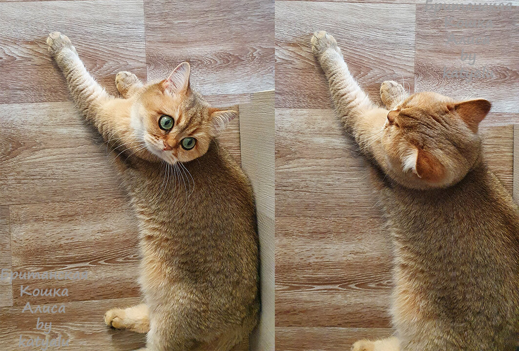 Наша Алиса.Фото из личного архива.