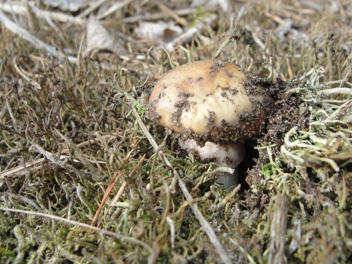 Веснушка обыкновенная гриб